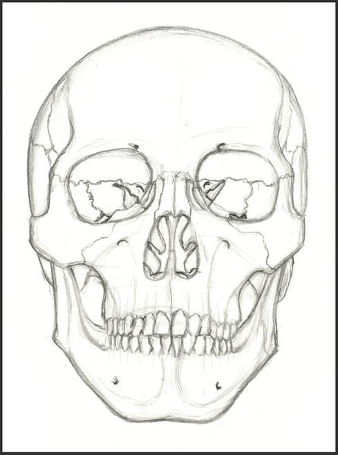 Anterior View of Skull
