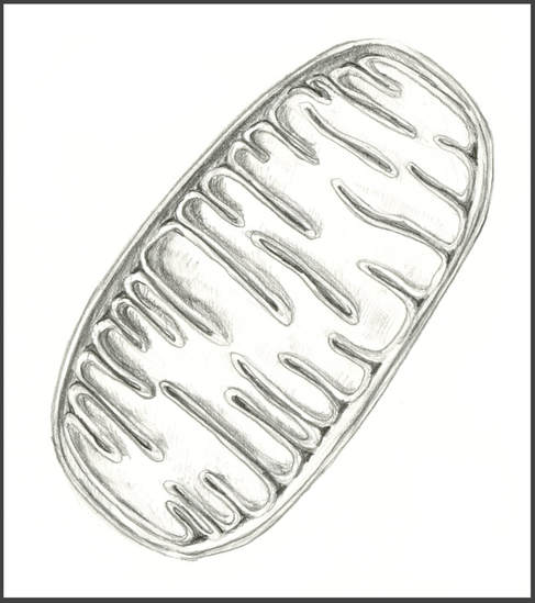 Sketch of Mitochondria