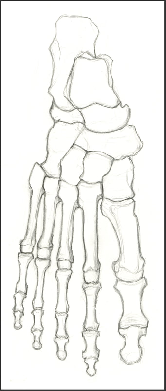 Sketch of Bones of the Foot