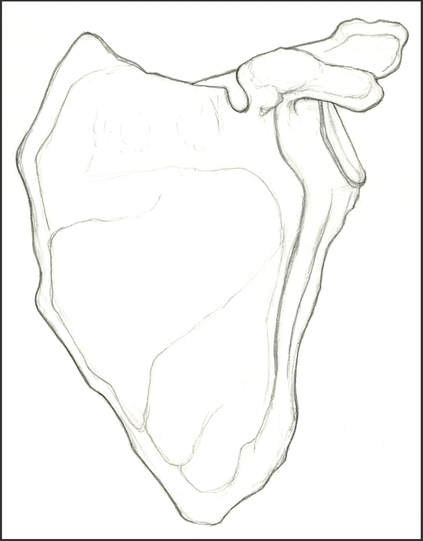 Anterior View of the Scapula