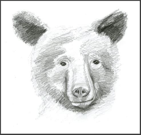 Black Bear Sketch