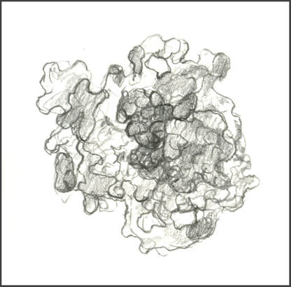 Sketch of Caspase protein