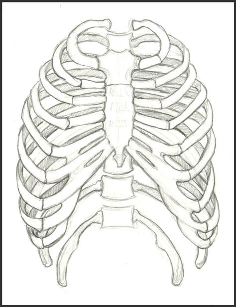Sketch of Rib Cage, Anterior View