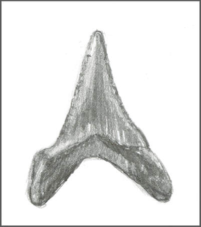 Shark Tooth