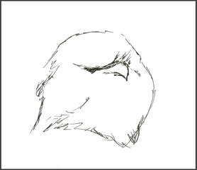 Sketch of Tawny Frogmouth