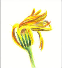 Yellow Flower color sketch