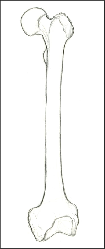 Sketch of the Femur Bone