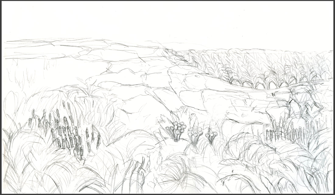 Sketch of a field by Amanda Barnaby