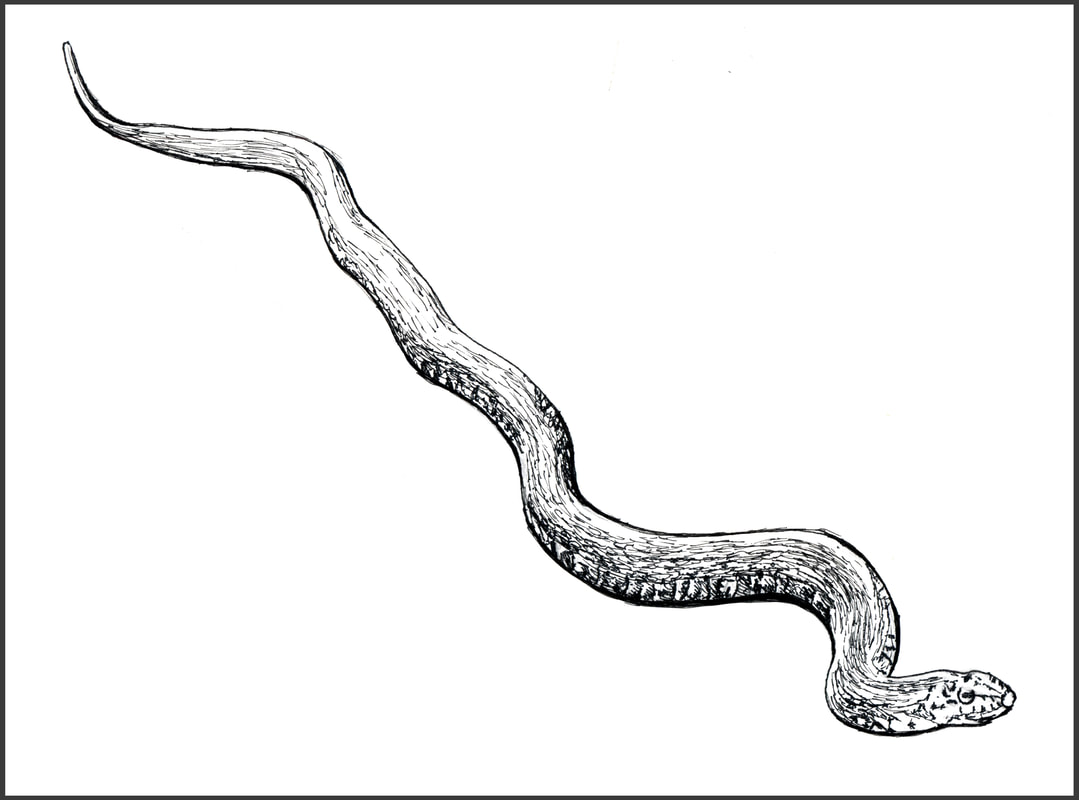 Northern Water Snake at Yankee Springs