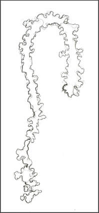 Alpha Synuclein Protein sketch by Amanda Barnaby