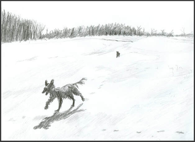 Dogs running in the snow