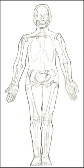 Anatomical Position Sketch