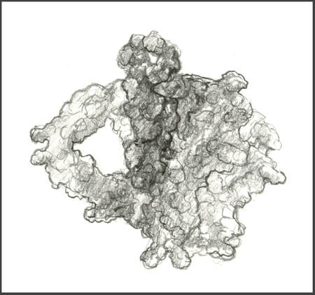 Sketch of Bcl-2 protein