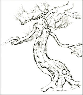Bonsai Tree sketch by Amanda Barnaby