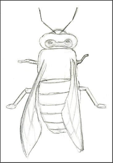 Sketch of Honey Bee by Amanda Barnaby