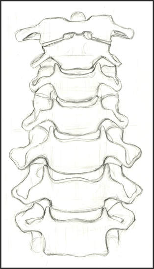 Sketch of the Cervical Vertebrae