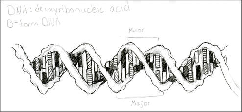 Double Stranded DNA sketch by Amanda Barnaby