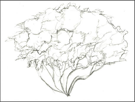 Jojoba Tree Sketch by Amanda Barnaby