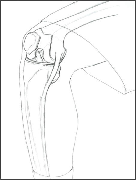 Knee Joint, Anterior Medial View