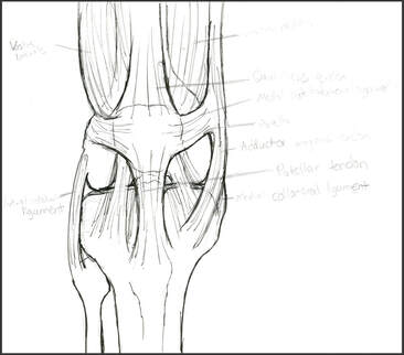 Knee Joint Sketch