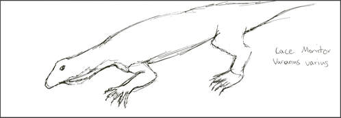 Sketch of Lace Monitor