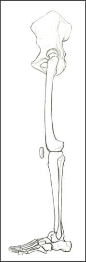 Lower Limb Skeleton, Left Lateral View