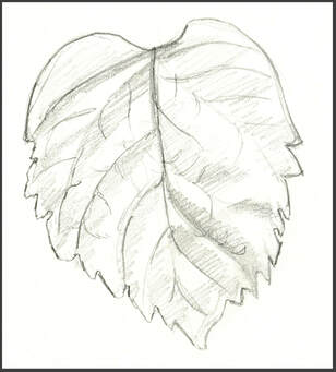 Sketch of a leaf