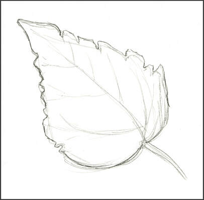 Leaf sketch by Amanda Barnaby