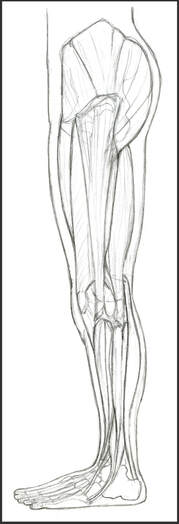 Lower Limb Muscles, Lateral View