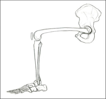 Lower Limb Skeletal System, Seated Left Lateral View