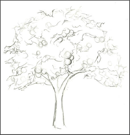 Sketch of Orange Tree by Amanda Barnaby