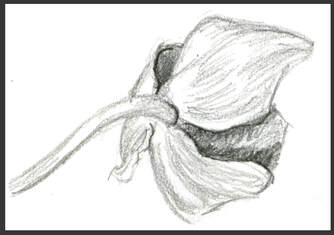 Sketch of Orchid by Amanda Barnaby