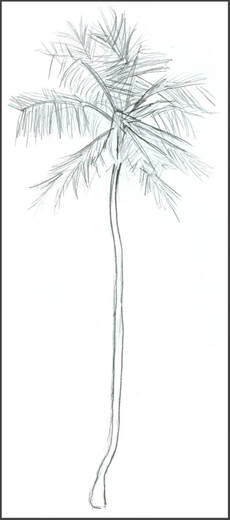 Sketch of Palm Tree by Amanda Barnaby