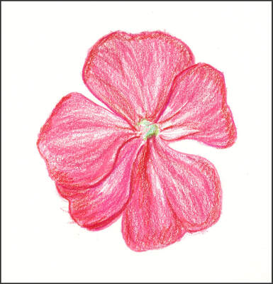 Pink Flower by Amanda Barnaby