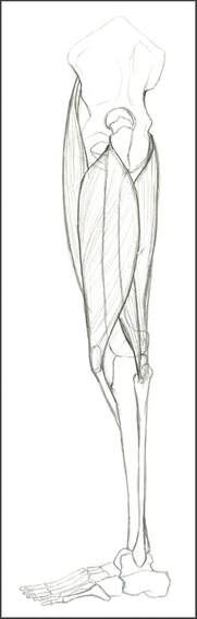 Quadriceps and Hamstring Muscles, Left Lateral View