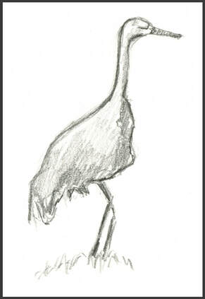 Sandhill crane sketch