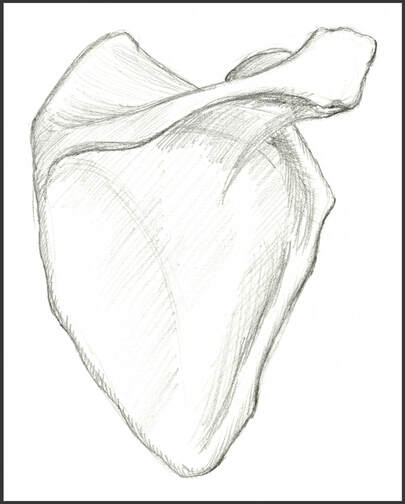 Right Scapula, Posterior View Sketch by Amanda Barnaby