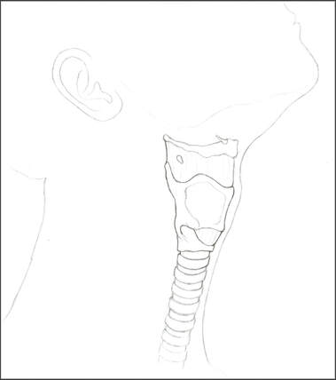 Neck anatomy sketch
