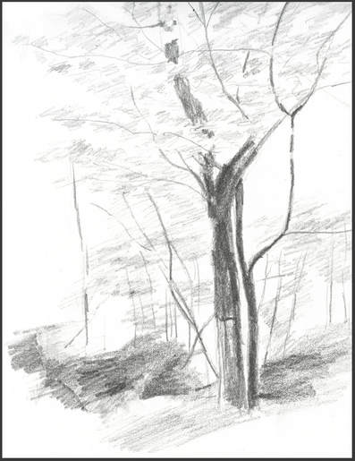 Sketch of Tree by Amanda Barnaby