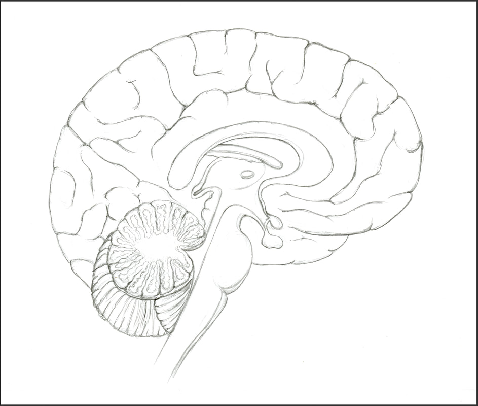 Sagittal Cross Section of the Brain sketch