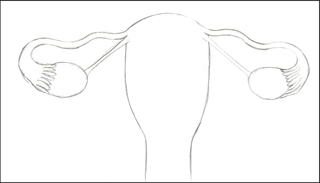 Sketch of the Uterus and Ovaries by Amanda Barnaby
